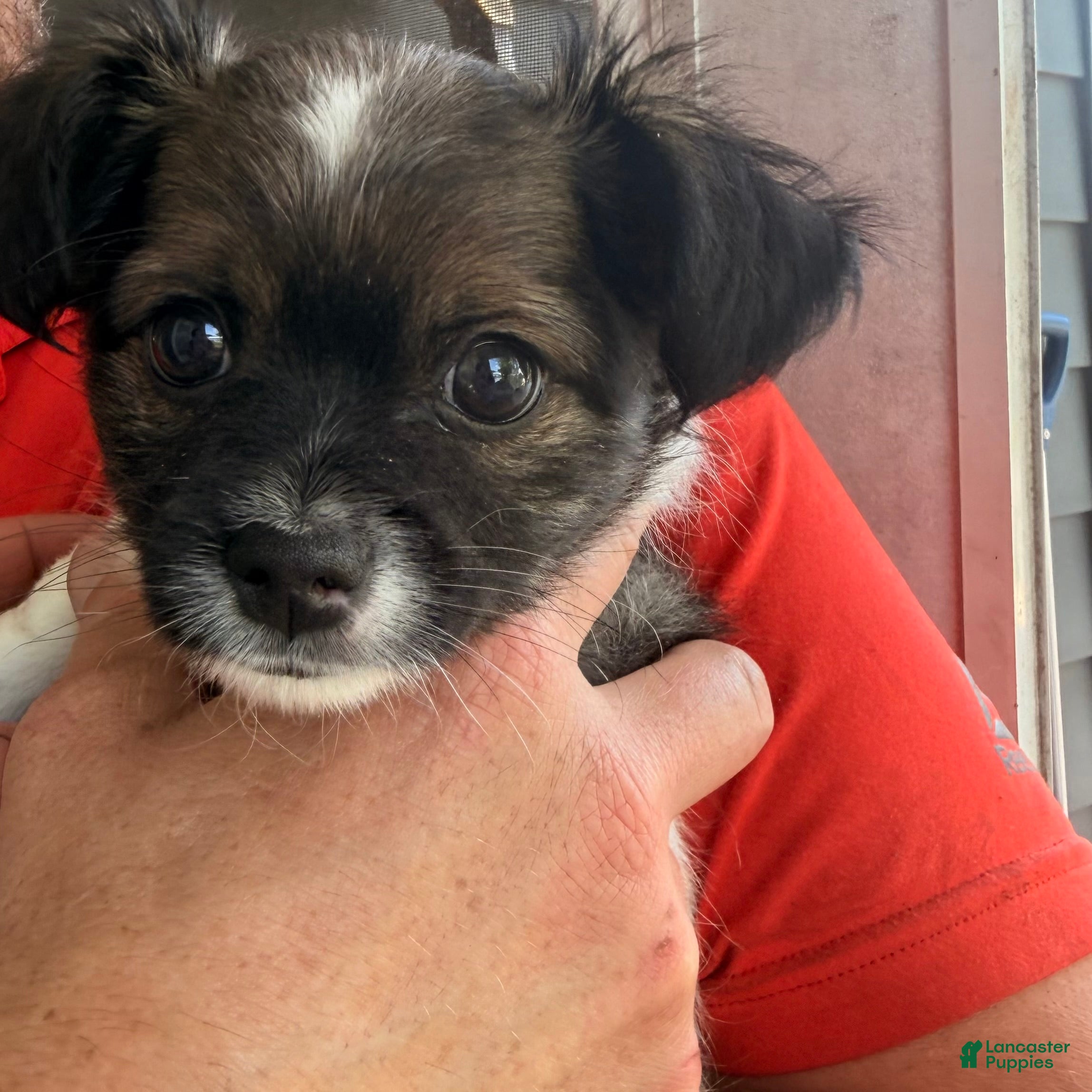Chihuahua dogs Chihuahua Puppy 1 Long haired Male  - Ad 3