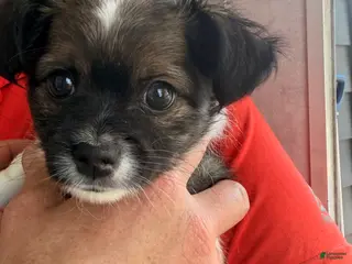 Chihuahua dogs Chihuahua Puppy 1 Long haired Male - Ad 3
