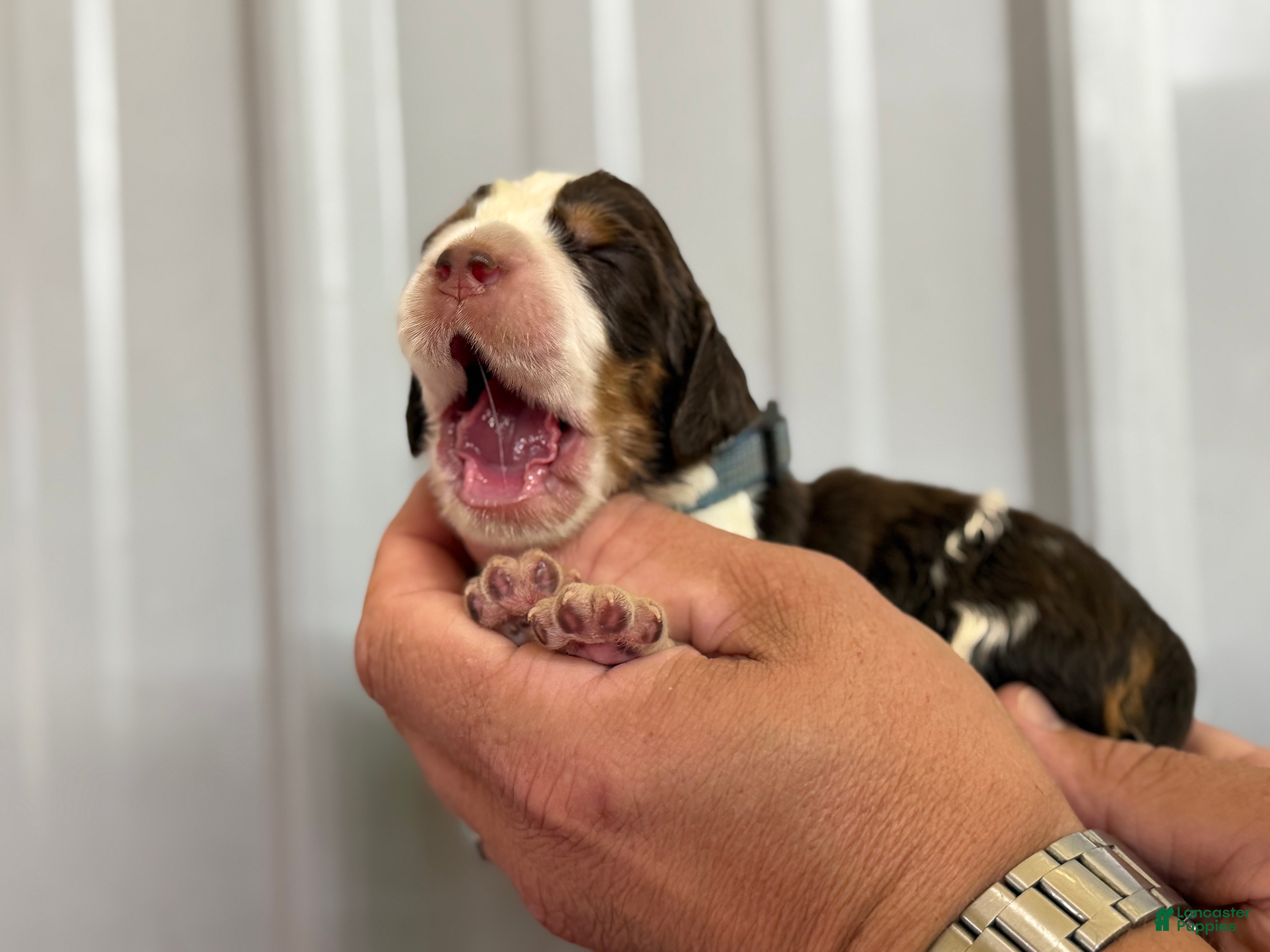 English Springer Spaniel dogs Dune - Ad 2