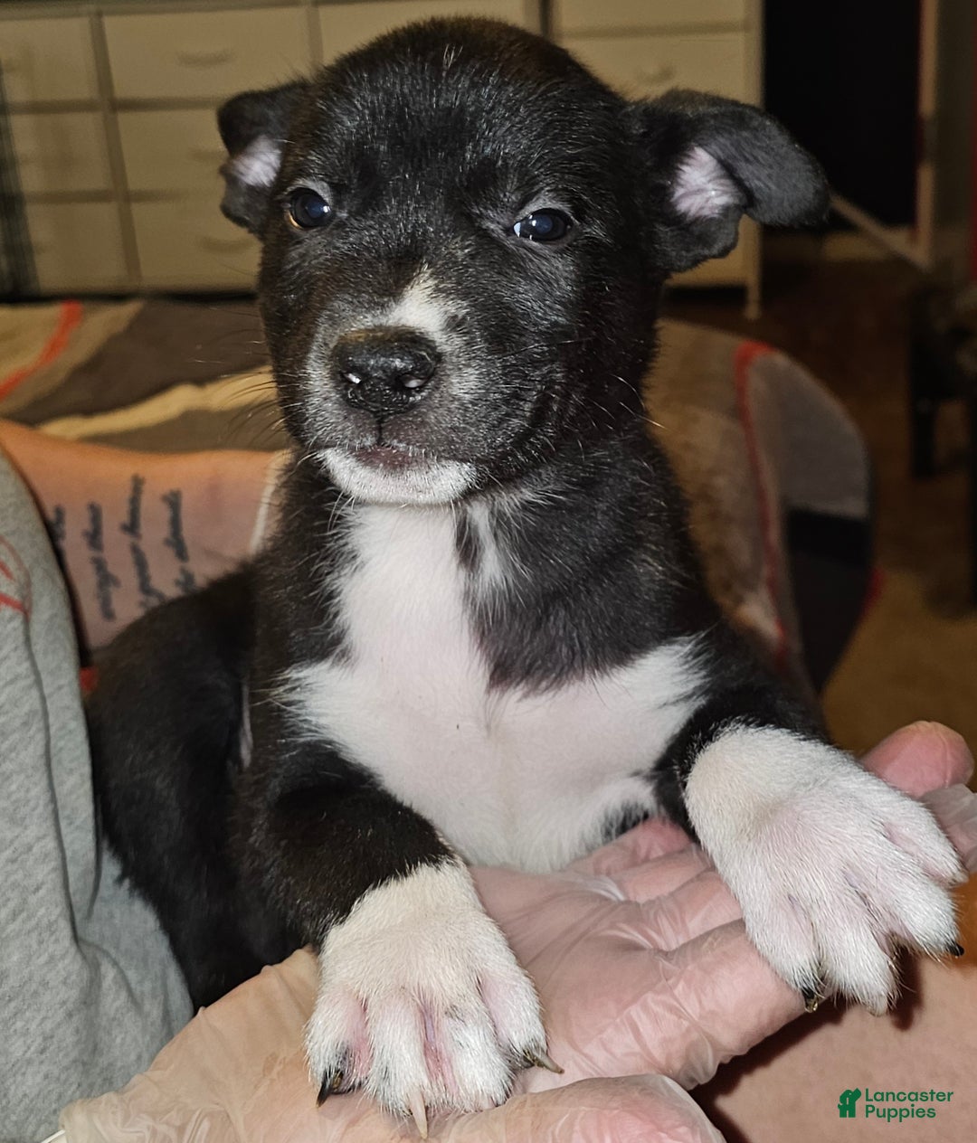 Mixed Breed dogs for sale: Leila - Ad 5