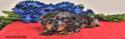 Miniature Dachshund dogs for sale: Fiona - Ad 3