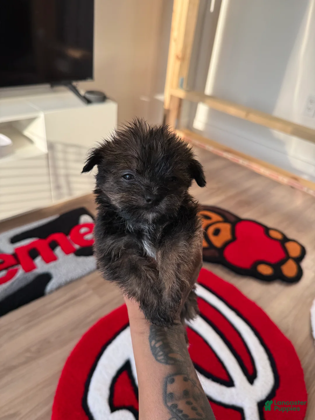 Shorkie dogs for sale: Shorkie 4 - Ad 2