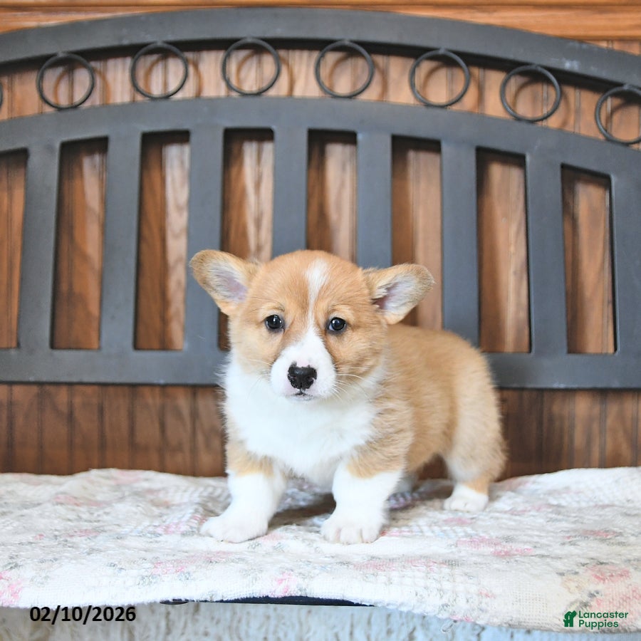 Welsh Corgi Pembroke dogs Tessie - Ad 2