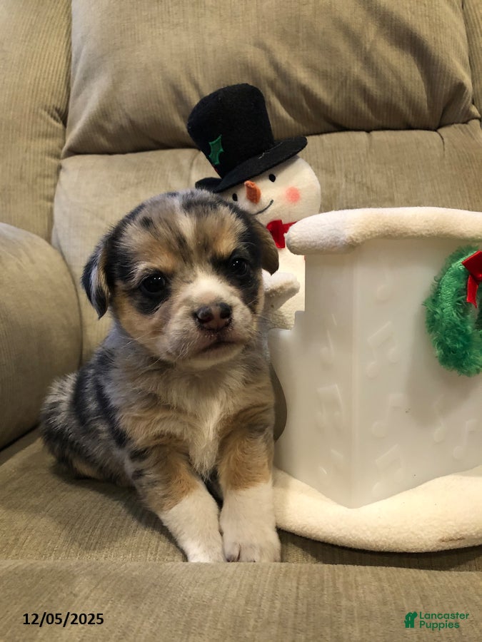 Mixed Breed dogs Milly - Ad 31