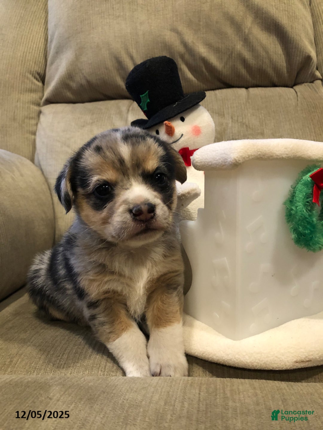 Mixed Breed dogs for sale: Milly - Ad 1