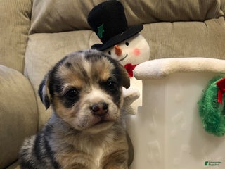 Mixed Breed dogs Milly - Ad 1