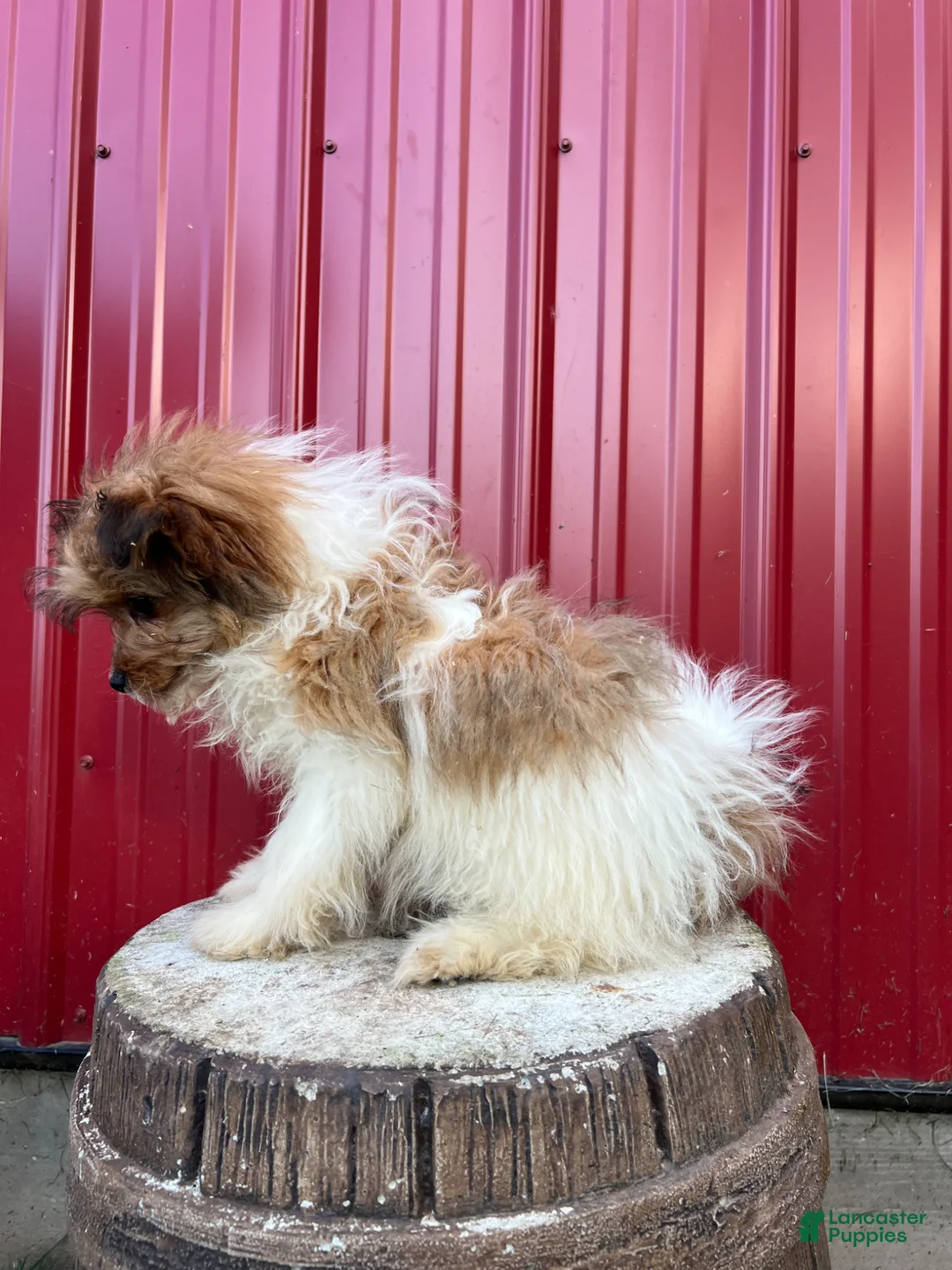 Pomapoo dogs for sale: Milo - Ad 2