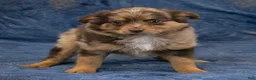 Chihuahua dogs for sale: Hudson - Ad 8
