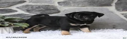 Pug dogs for sale: Bella   - Ad 4