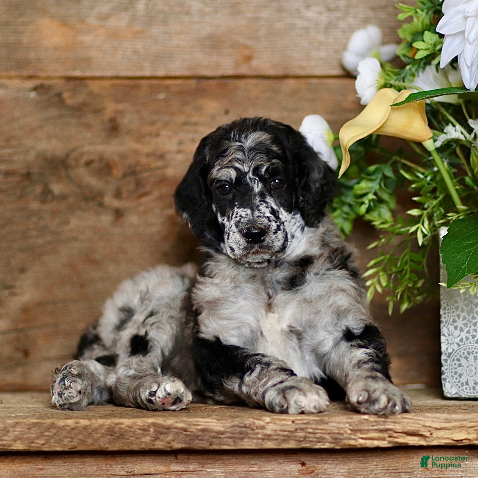 Standard Poodle dogs Tiffany - Ad 2