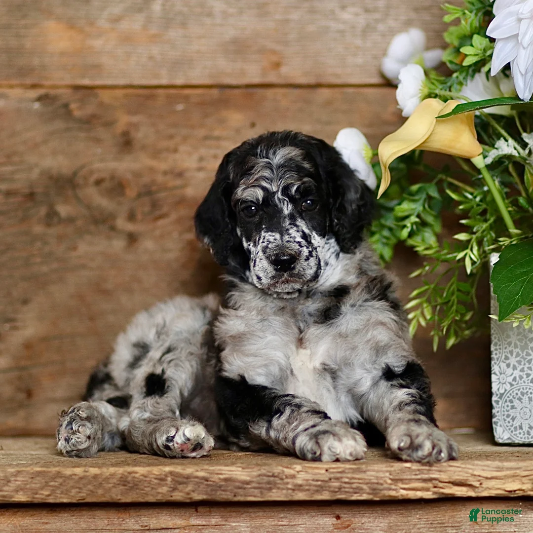 Standard Poodle dogs for sale: Tiffany - Ad 2