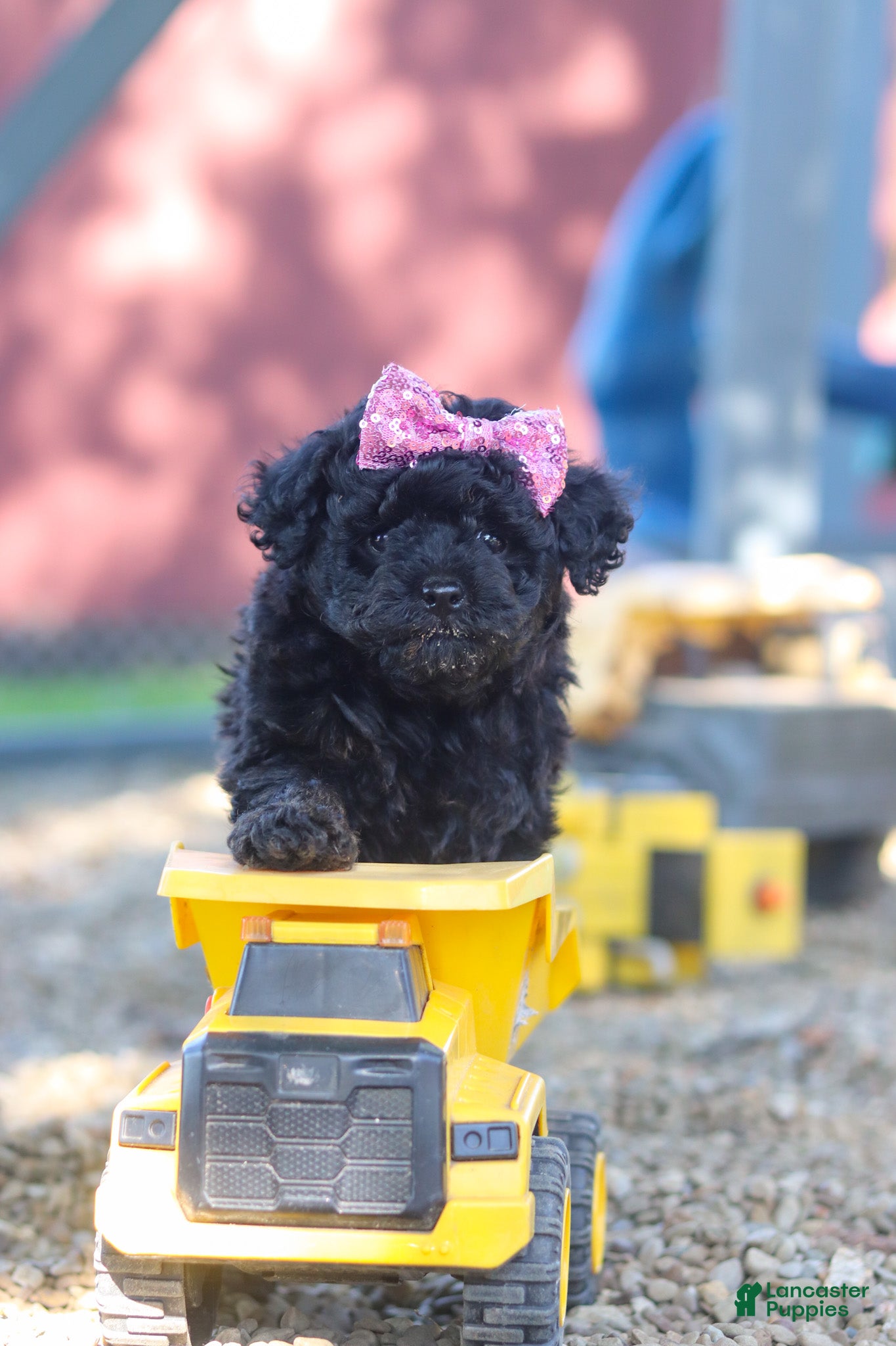 Miniature Poodle dogs for sale: April - Ad 7