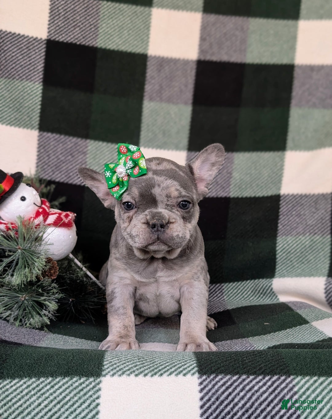 French Bulldog dogs for sale: Darby - Ad 3