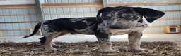 Catahoula Leopard Dog dogs for sale: Duchess 2026 Male 6 - Ad 7