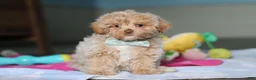 Mixed Breed dogs for sale: Sampson - Ad 1