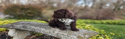Portuguese Water Dog dogs for sale: Tori - Ad 17