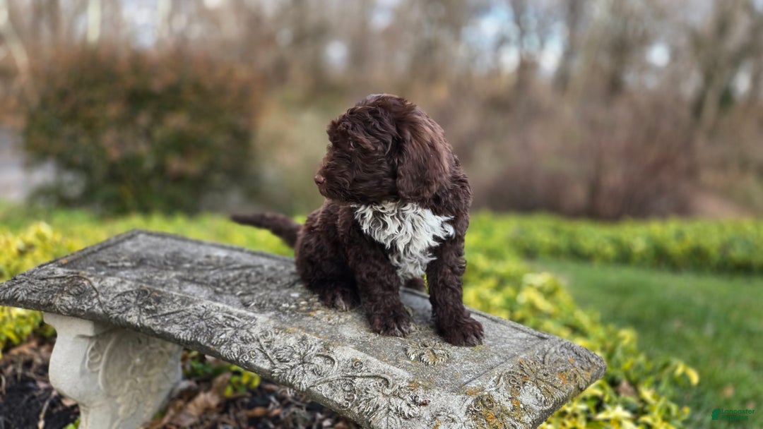Portuguese Water Dog dogs for sale: Tori - Ad 17