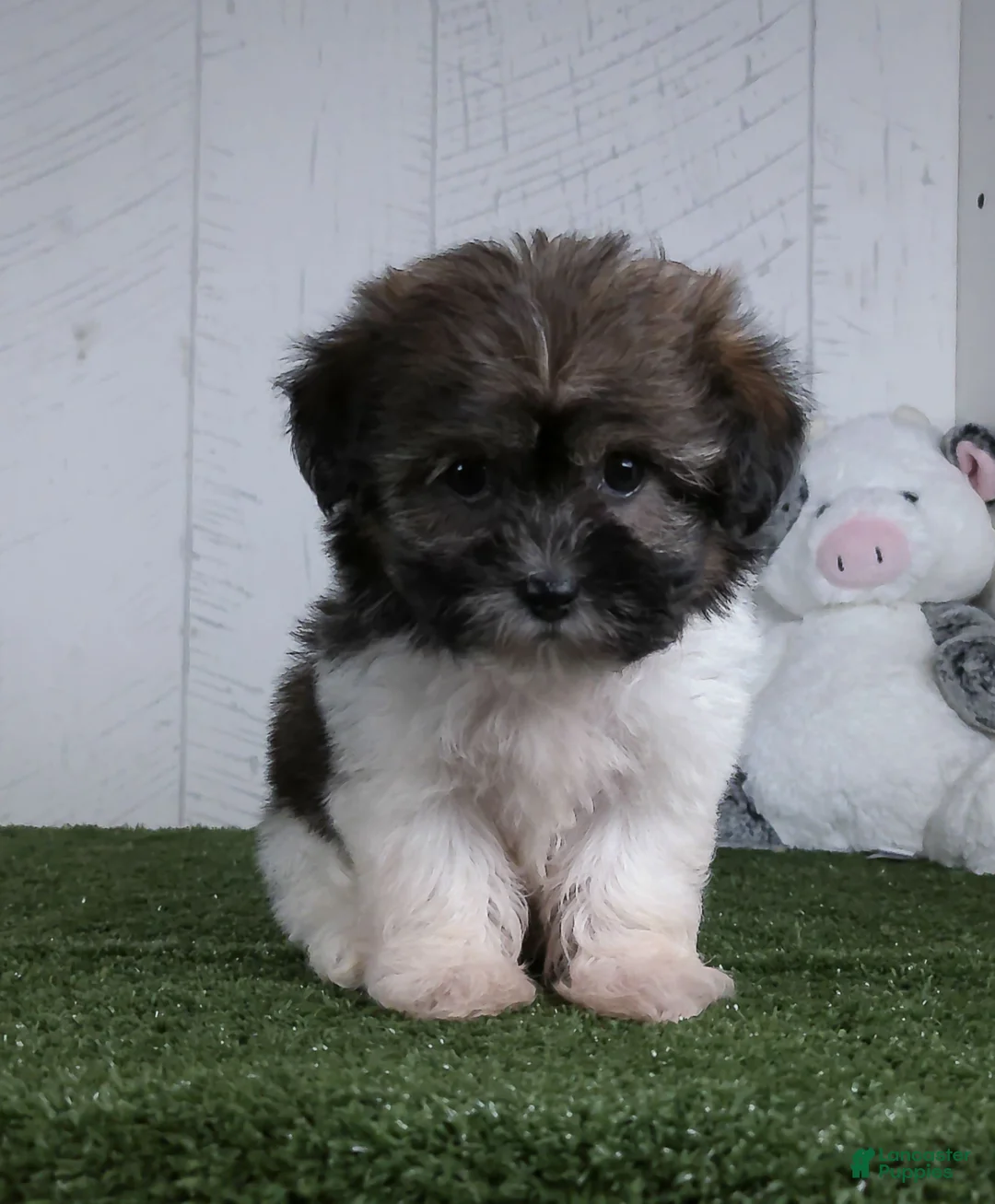 Teddy Bear dogs for sale: Mia - Ad 4