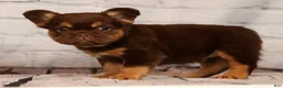 French Bulldog dogs for sale: CoCo - Ad 4