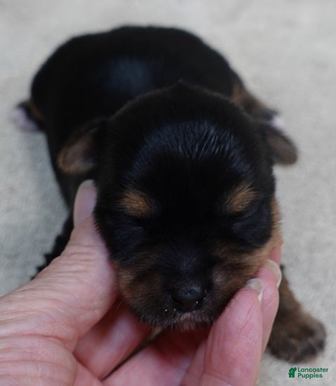Yorkshire Terrier dogs Moose - Ad 40