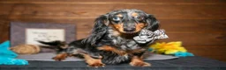 Miniature Dachshund dogs for sale: Jamacia - Ad 1