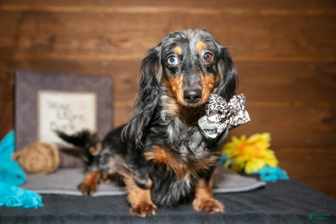 Miniature Dachshund dogs for sale: Jamacia - Ad 1