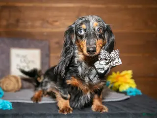 Miniature Dachshund dogs for sale: Jamacia - Ad 4