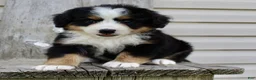 Bernedoodle dogs for sale: Ricky - Ad 4
