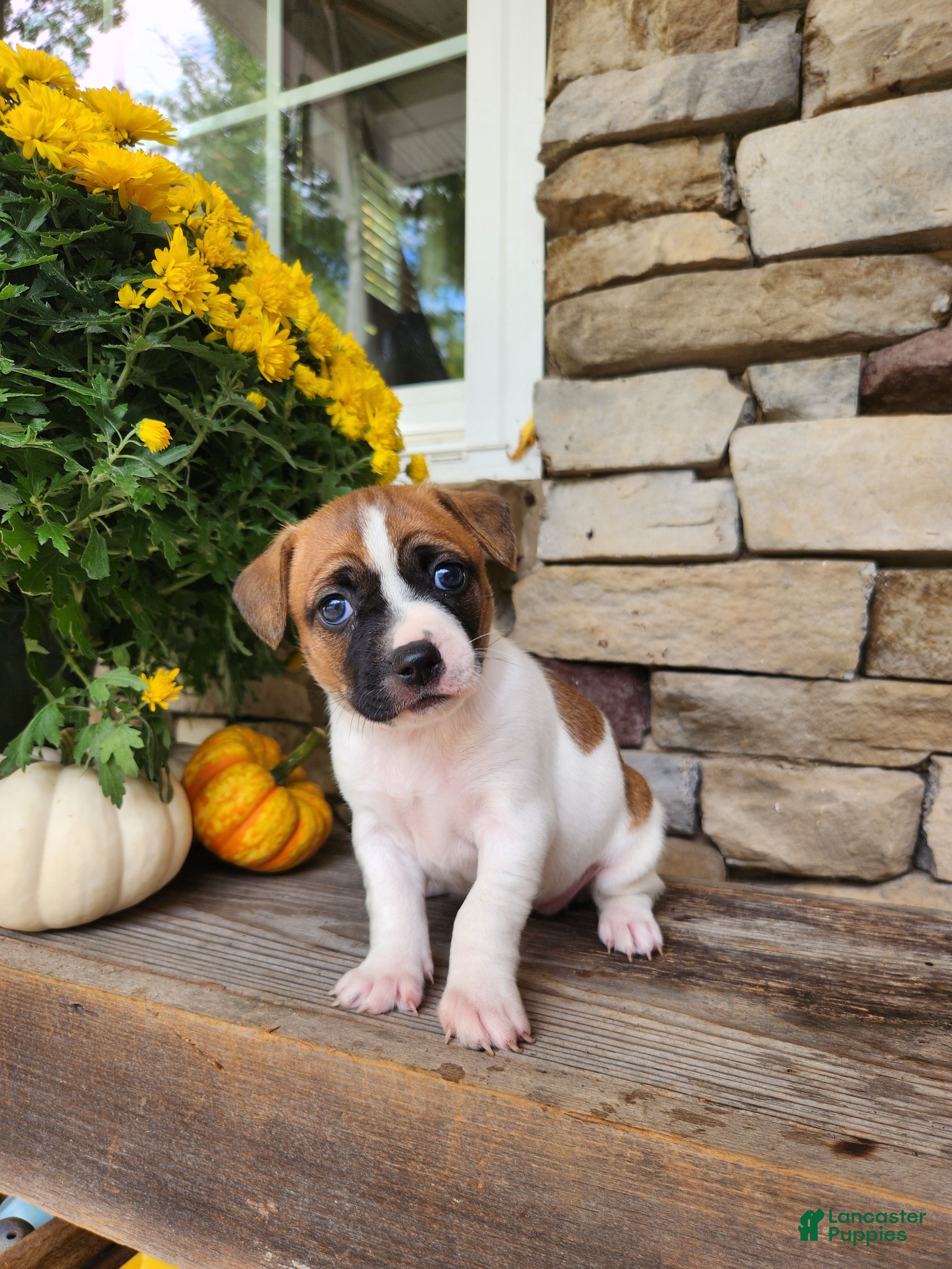 Rat Terrier dogs for sale: Dixie - Ad 12