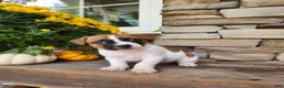Rat Terrier dogs for sale: Dixie - Ad 1