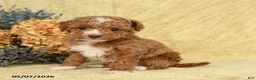 Toy Poodle dogs for sale: Vinny - Ad 3