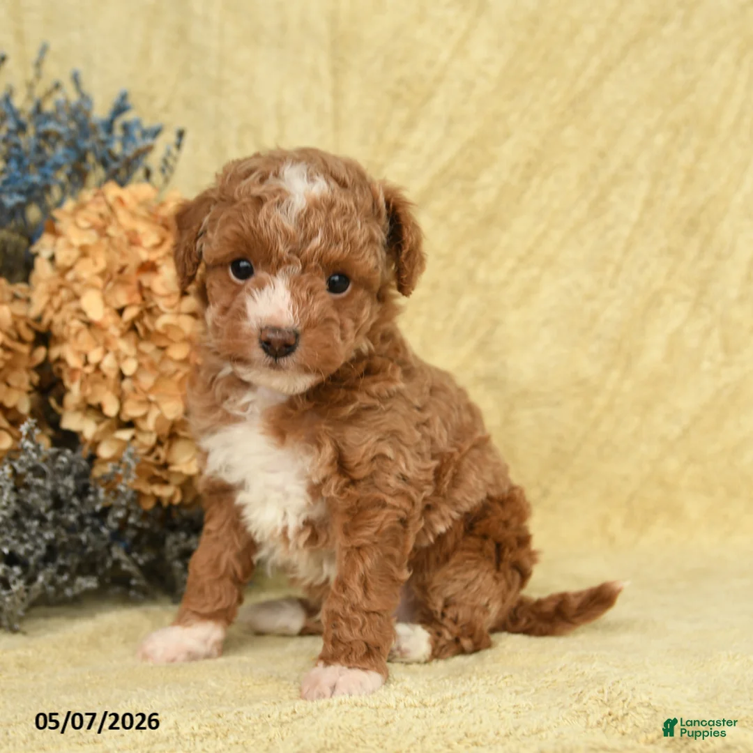 Toy Poodle dogs for sale: Vinny - Ad 3