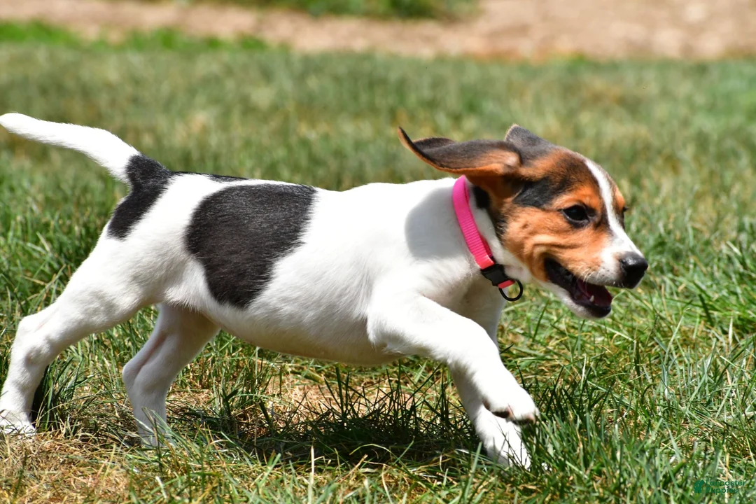 Beagle dogs for sale: Piper - Ad 13