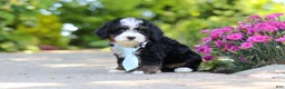 Mini Bernedoodle dogs for sale: Waylon - Ad 4