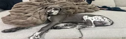 Great Dane dogs for sale: Zora  - Ad 11