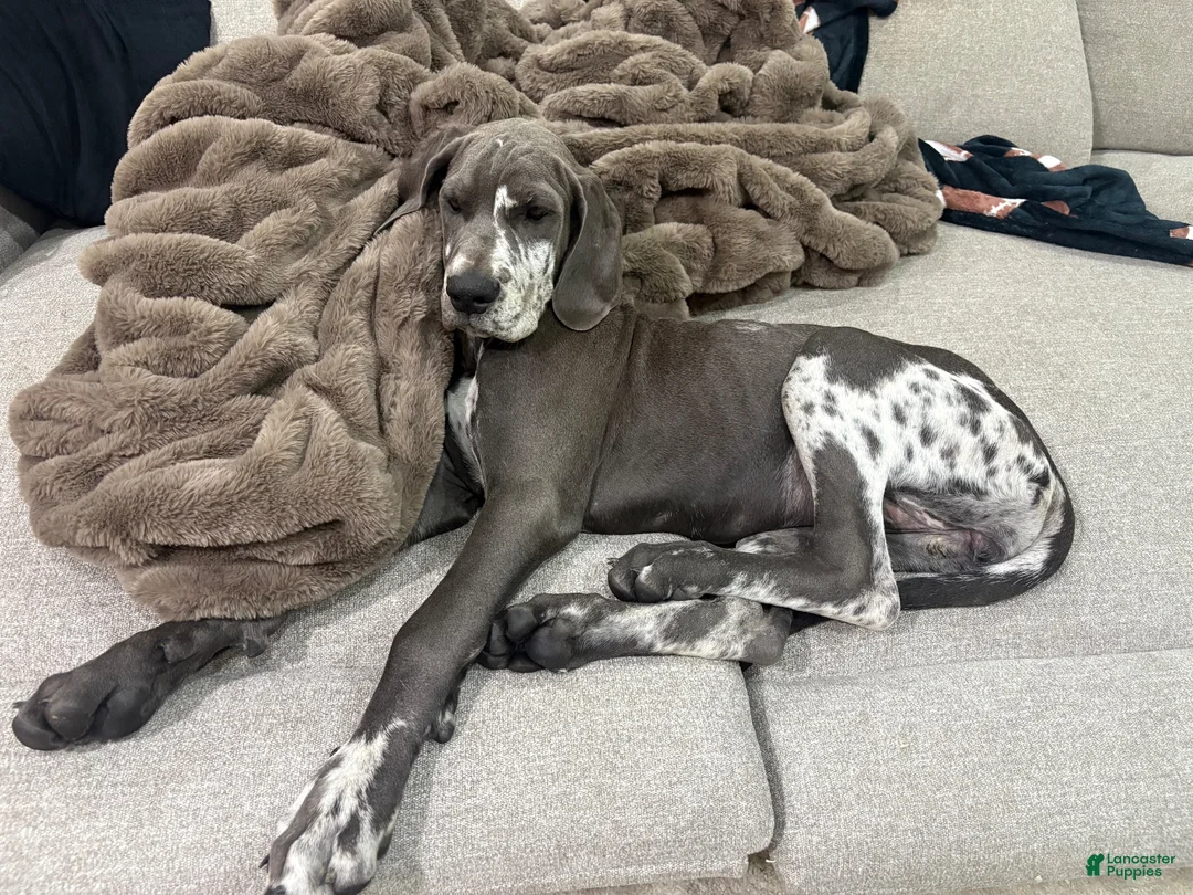 Great Dane dogs for sale: Zora  - Ad 11