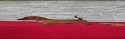 Miniature Dachshund dogs for sale: Stanley - Ad 6