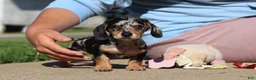 Miniature Dachshund dogs for sale: Barney - Ad 6
