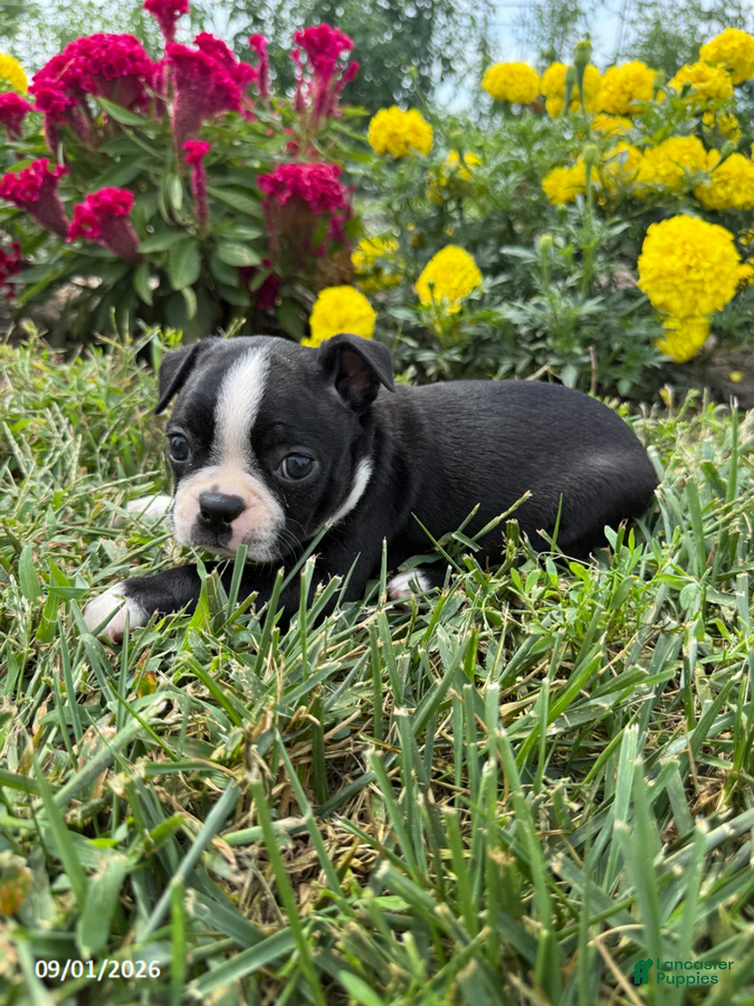 Boston Terrier dogs for sale: Heather - Ad 1