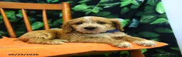 Cockapoo dogs for sale: Sawyer  - Ad 4