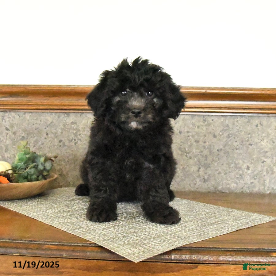 Mini Goldendoodle dogs Stella - Ad 1