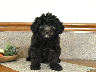 Mini Goldendoodle dogs Stella - Ad 36