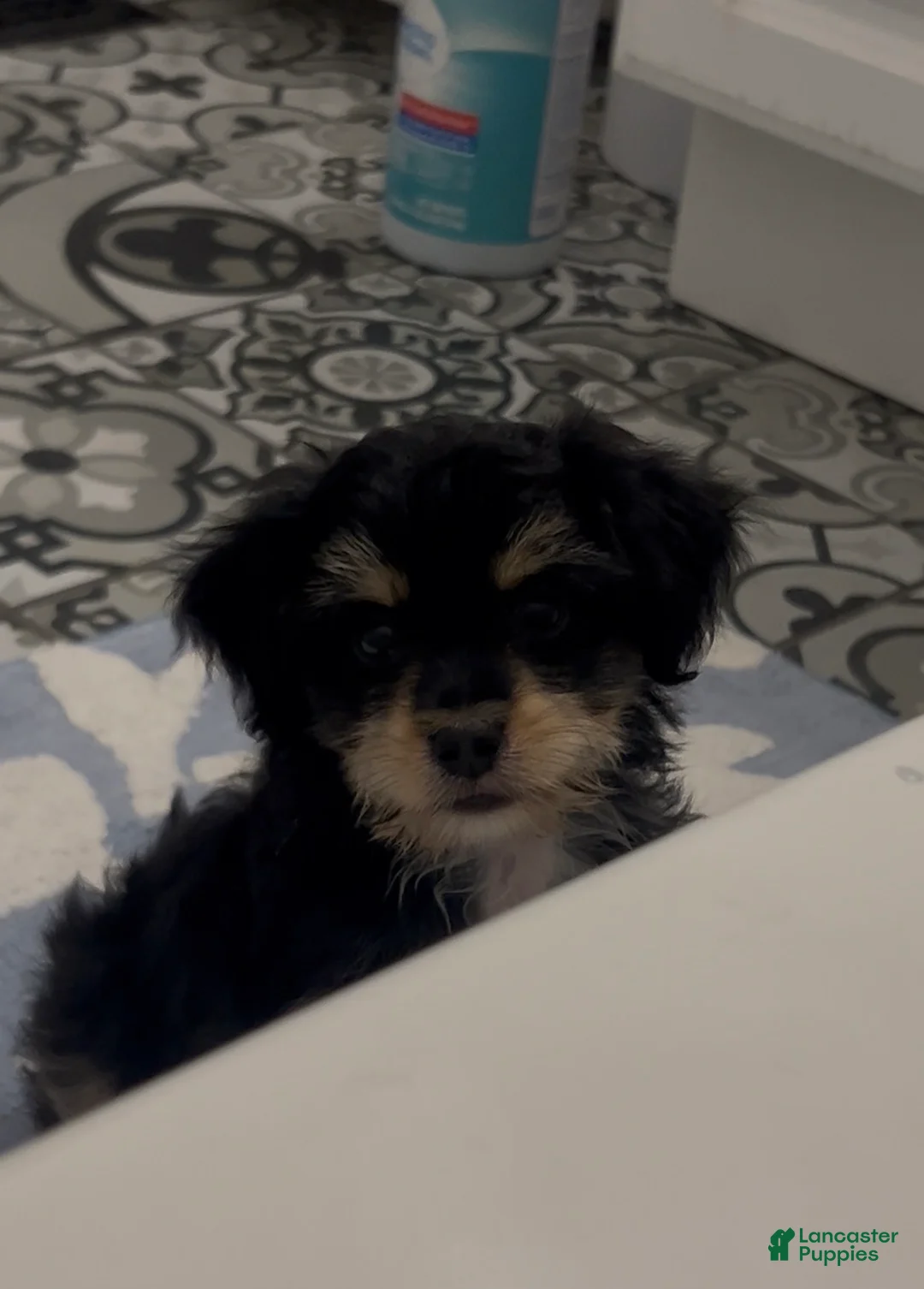Mixed Breed dogs for sale: Dexter - Ad 2