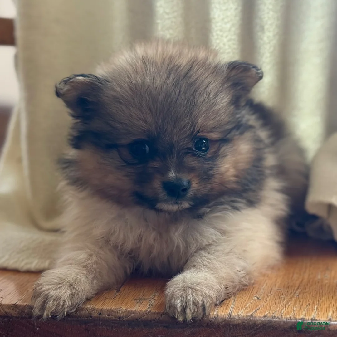 Pomeranian dogs for sale: Kelsey - Ad 2