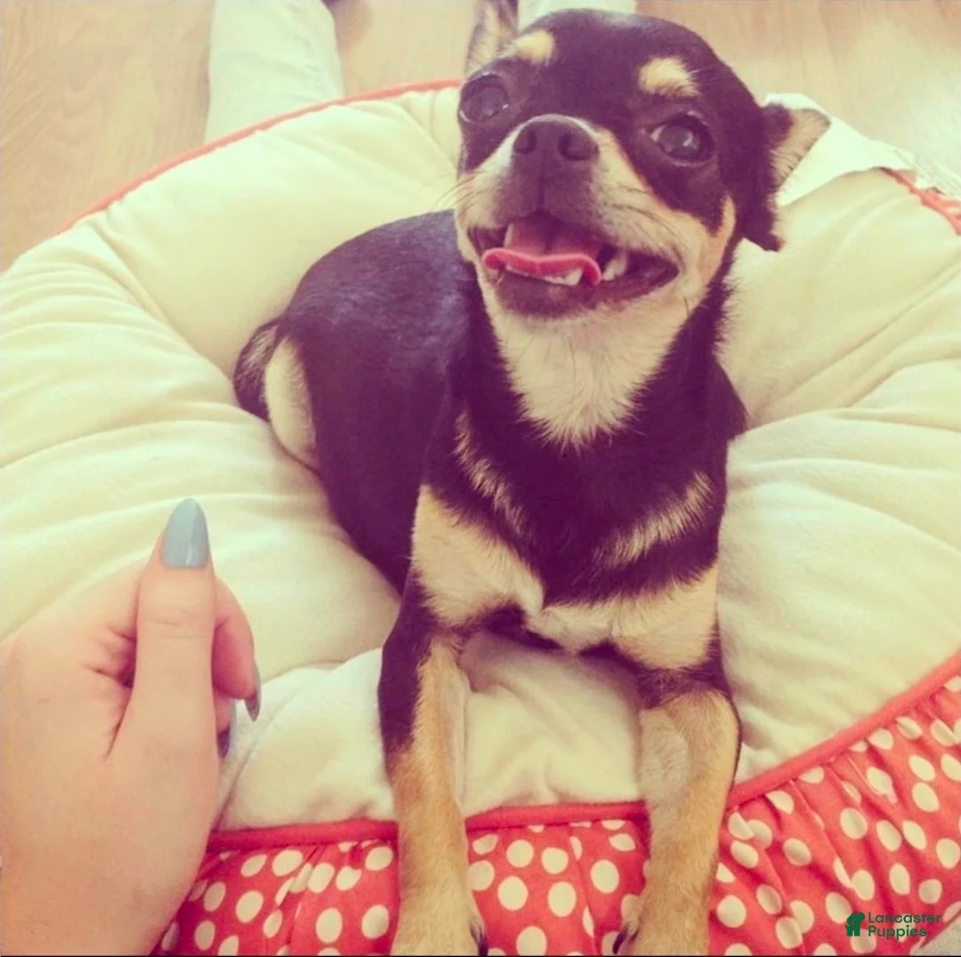 Chihuahua dogs for sale: Chihuahua Puppy 2 - Ad 3