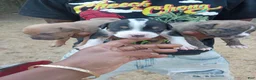 Mixed Breed dogs for sale: Mixed Breed 3 - Ad 1
