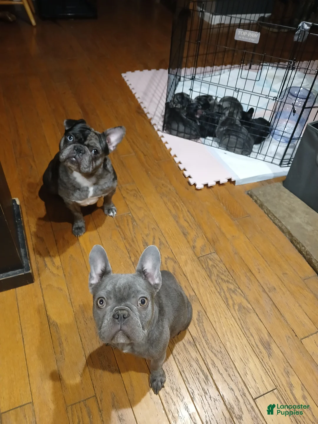French Bulldog dogs for sale: Lily - Ad 7