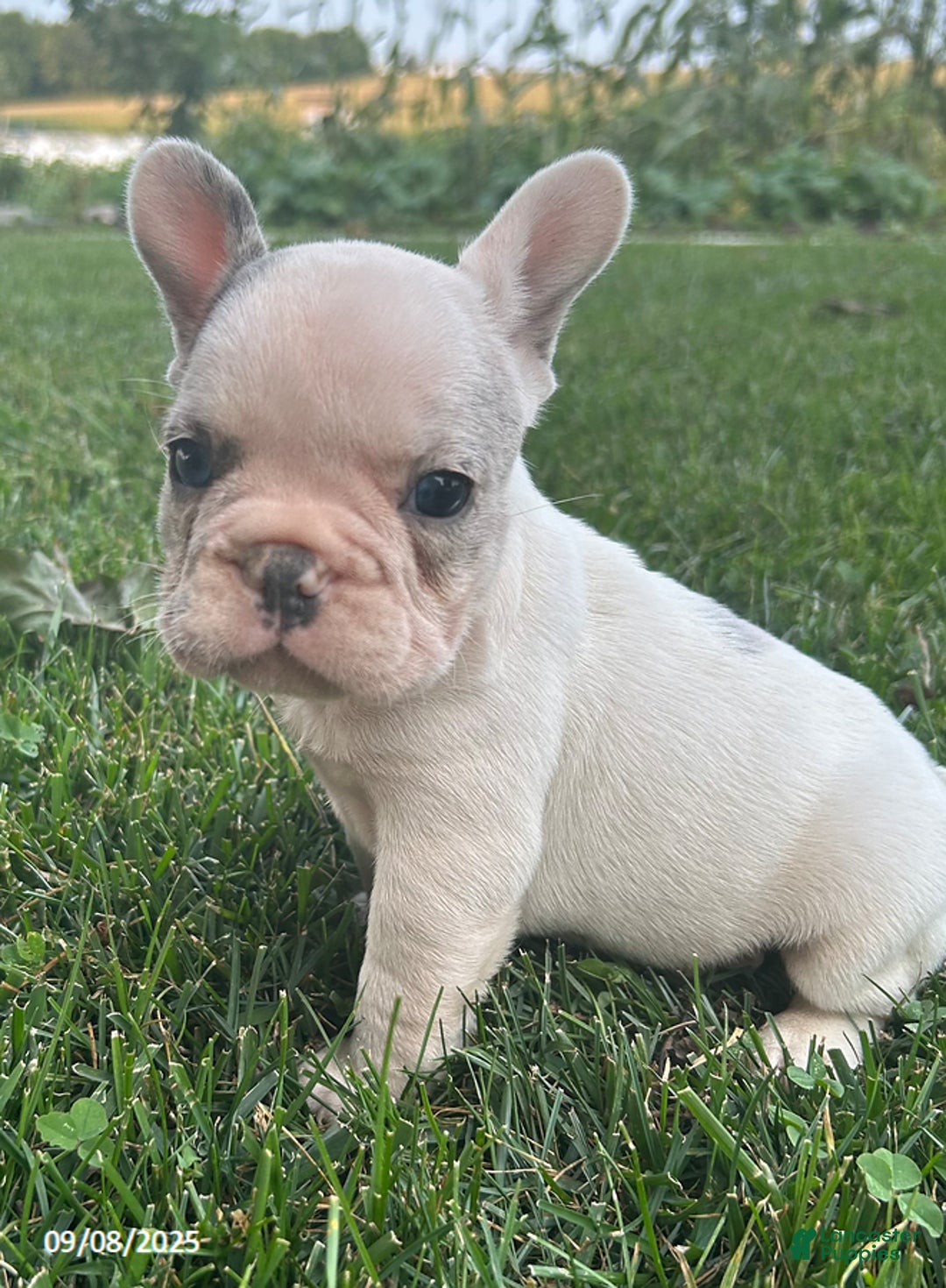 French Bulldog dogs for sale: Smokey - Ad 16