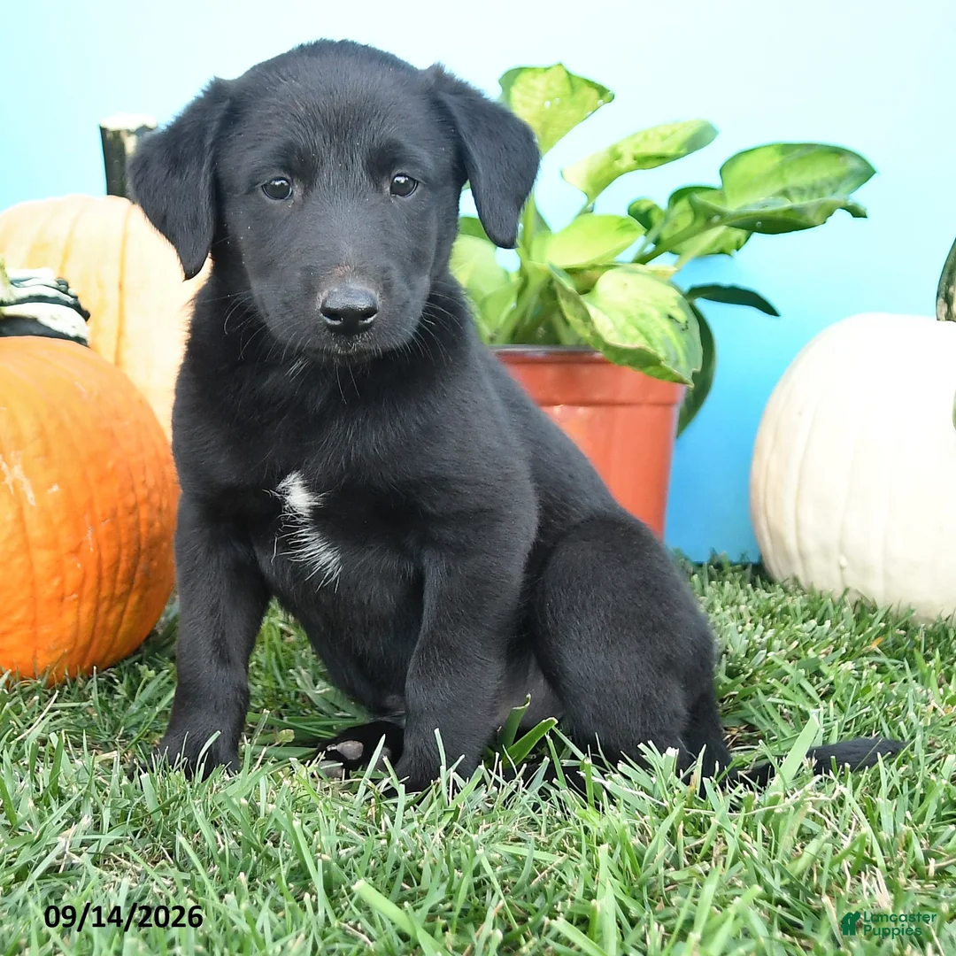 Mixed Breed dogs for sale: Rocky - Ad 2