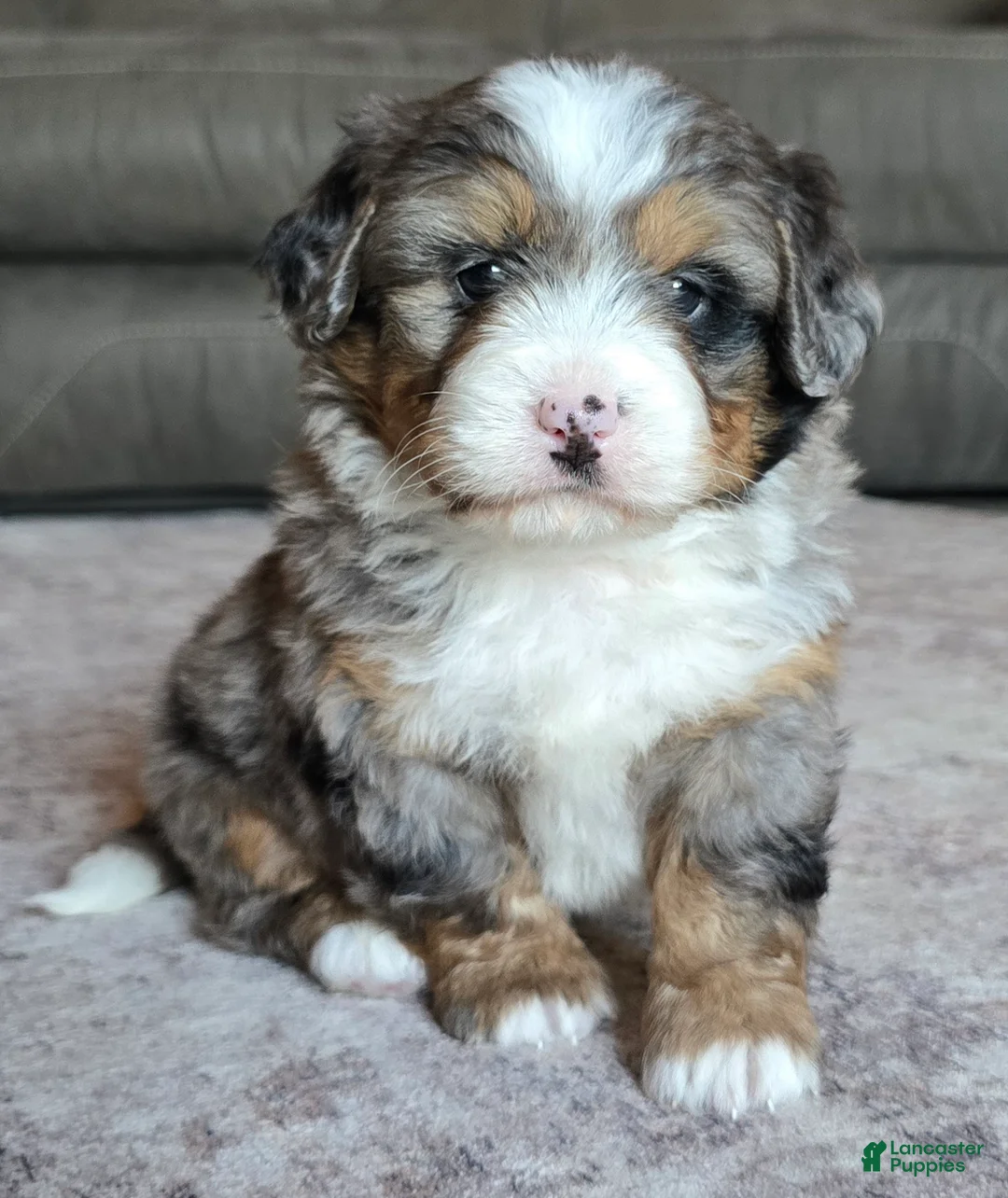 Mini Bernedoodle dogs for sale: Mini Max - Ad 1